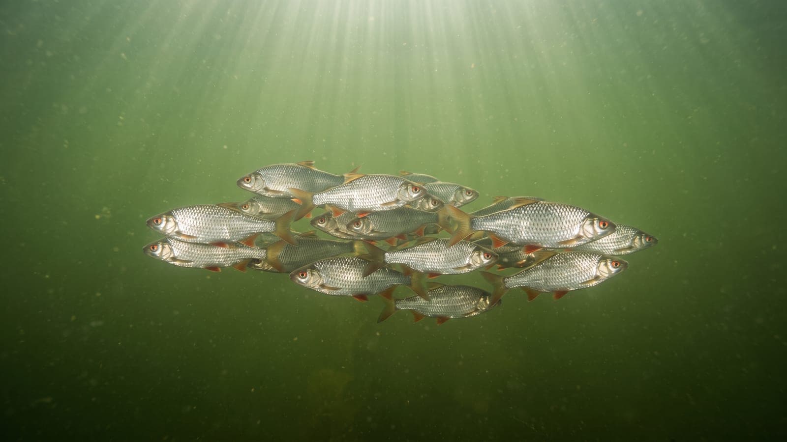 Stim av mörtar i grönt vatten, silverblanka med tydligt röda ögon och rödaktiga buk- och analfenor.